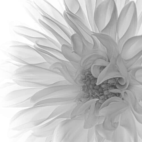 Black & white flower