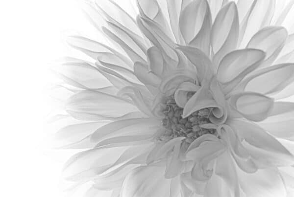 Black & white flower
